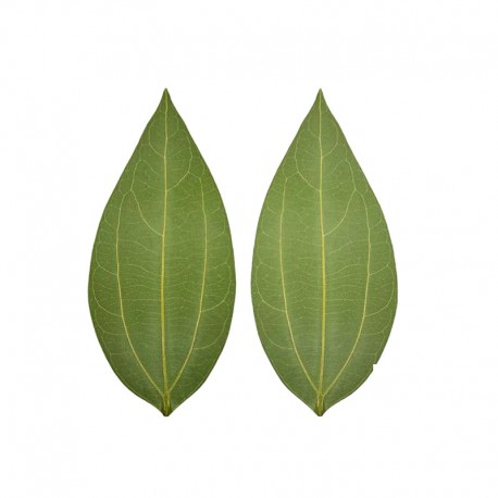 Cinnamon Leaves for DIY Laser Engraving 2pcs Lot